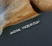 Tierwebdesign